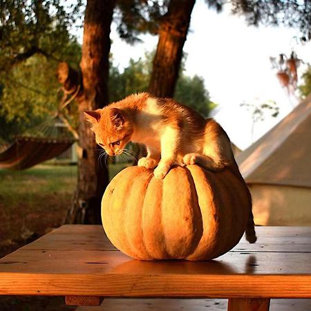 הוילה Glamping At A Lovely Tent In Skiaxtro- מרתופוליס מראה חיצוני תמונה