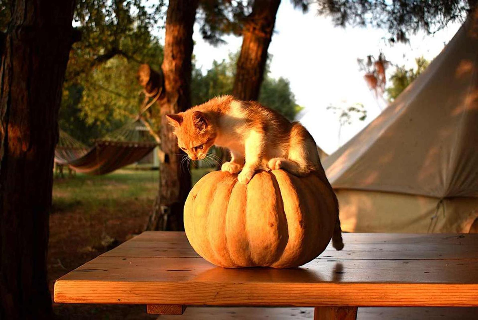 הוילה Glamping At A Lovely Tent In Skiaxtro- מרתופוליס מראה חיצוני תמונה
